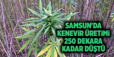 Samsun'da kenevir üretimi 250 dekara kadar düştü - samsun haber