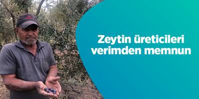 Zeytin üreticileri verimden memnun