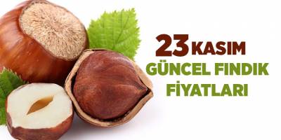 23 Kasım güncel fındık fiyatları