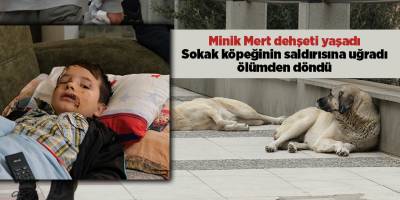 Minik Mert dehşeti yaşadı! Sokak köpeğinin saldırısına uğradı ölümden döndü