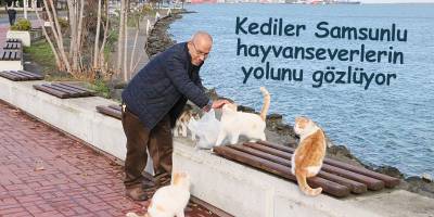 Kediler Samsunlu hayvanseverlerin yolunu gözlüyor - samsun haber
