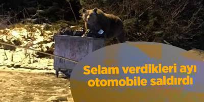 Selam verdikleri ayı otomobile saldırdı