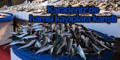 Karadeniz'de hamsi kayıplara karıştı