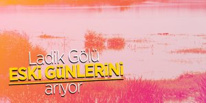 Doğa harikası Ladik Gölü, eski günlerini arıyor 