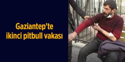 Gaziantep'te ikinci pitbull vakası