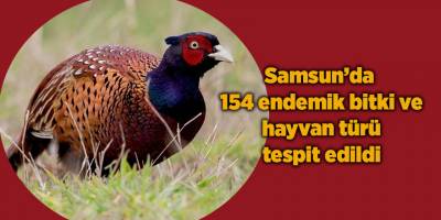 Samsun’da 154 endemik bitki ve hayvan türü tespit edildi