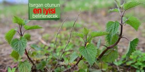 Isırgan otunun en iyisi belirlenecek