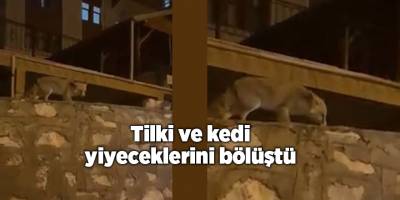 Tilki ve kedi yiyeceklerini bölüştü