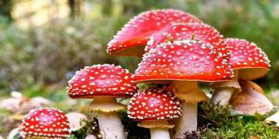 Samsun'da 3 kişi yedikleri mantardan zehirlendi - samsun haber