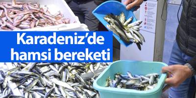 Karadeniz’de hamsi bereketi