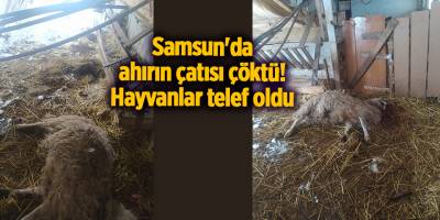 Samsun'da ahırın çatısı çöktü! Hayvanlar telef oldu - samsun haber