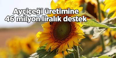 Ayçiçeği üretimine 46 milyon liralık destek