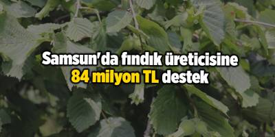 Samsun'da fındık üreticisine 84 milyon TL destek -samsun haber