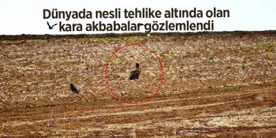 Dünyada nesli tehlike altında olan kara akbabalar gözlemlendi