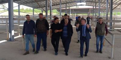 Bölgenin en büyük canlı hayvan pazarlarından biri açılıyor - samsun haber