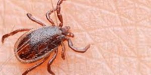 'Kene' uyarısı: 'Bir şey olmaz' demeyin