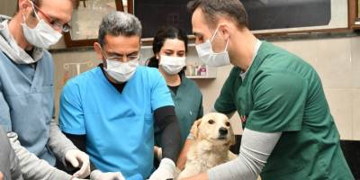 Samsun'da 3 yılda 6 bin 550 sahipsiz hayvan tedavi edildi - samsun haber