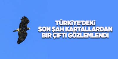 Türkiye'deki son şah kartallardan bir çifti gözlemlendi