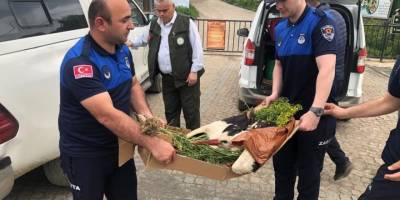 Samsun'da elektrik akımına kapılan leylek için ekipler seferber oldu - samsun haber