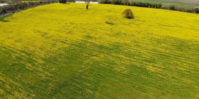Samsun’da kanola ekimi yaygınlaştırılacak - samsun haber