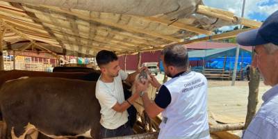 CANİK HAYVAN PAZARINDA DENETİMLER SÜRÜYOR - samsun haber