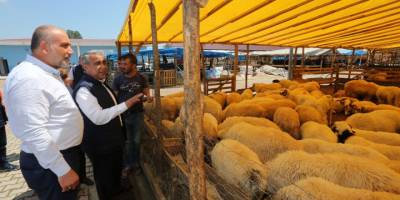 Başkan Sandıkçı Hayvan Pazarı’nı Ziyaret Etti - samsun haber