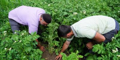 Patates üretiminde yüzde 20 artış - samsun haber