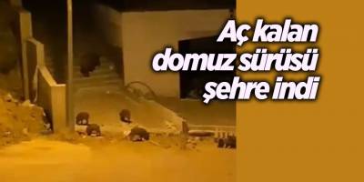 Aç kalan domuz sürüsü şehre indi