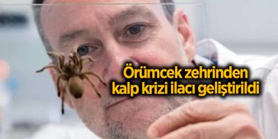 Örümcek zehrinden kalp krizi ilacı geliştirildi