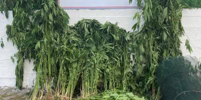 Jandarmadan uyuşturucu operasyonu: 2 gözaltı