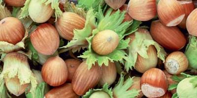 29 Temmuz güncel fındık fiyatları