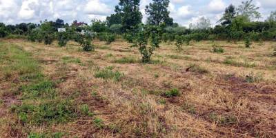 Terme'nin fındık bahçeleri dünyaya örnek olacak - samsun haber