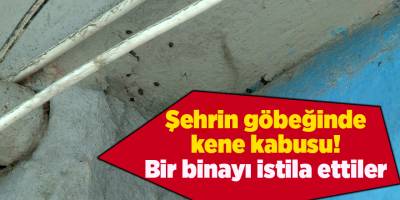Şehrin göbeğinde kene kabusu! Bir binayı istila ettiler