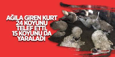 Ağıla giren kurt 24 koyunu telef etti, 15 koyunu da yaraladı - samsun haber