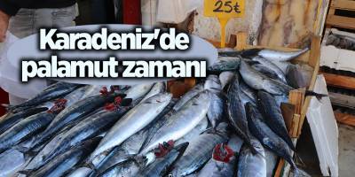 Karadeniz'de palamut zamanı