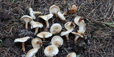 Samsun'da mantar hastanelik etti - samsun haber