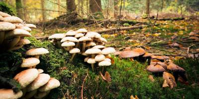 Samsun'da mantar zehirledi - samsun haber