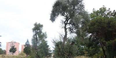 120 yıllık hastanenin bahçesinde asırlık zeytin ağaçları