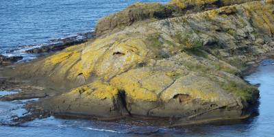 Timsah adası  görenleri şaşırtıyor