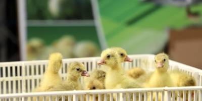 Çarşamba Belediyesi'nden kaz yetiştiricilerine destek - samsun haber