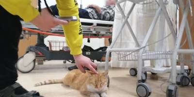 Samsun'da üşüyen kedi hastaneye sığındı - samsun haber