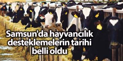 Samsun'da hayvancılık desteklemelerin tarihi belli oldu - samsun haber