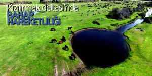 Kızılırmak Deltası'nda bahar hareketliliği