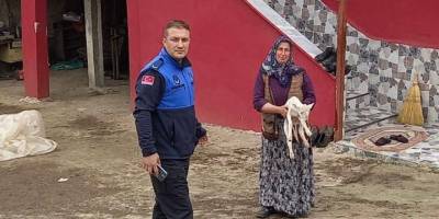 Tekkeköy zabıtasından kayıp kuzu anonsu - samsun haber