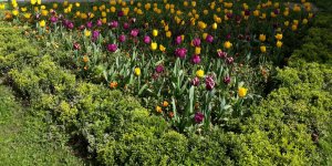 Bahar çiçeklerle İlkadım’a merhaba dedi