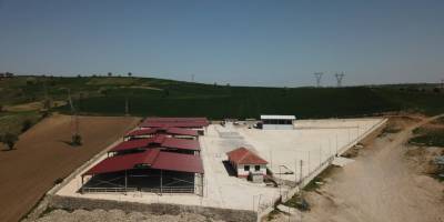 Havza Canlı Hayvan Pazarı'ndan şap hastalığı tehlikesi -samsun haber