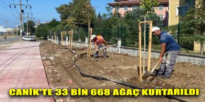 Canik'te 33 bin 668 Ağaç Kurtarıldı