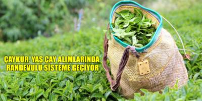 ÇAYKUR, yaş çay alımlarında randevulu sisteme geçiyor