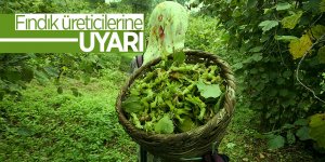Fındık üreticilerine ilaçlama uyarısı