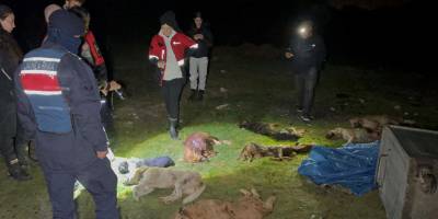 Samsun'da konteynerde bulunan 9 köpekle ilgili rapor açıklandı: "Doğal ölüm"